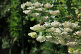 Aconitum napellus 'Albidum' RCP6-2020 (119) and bee .JPG